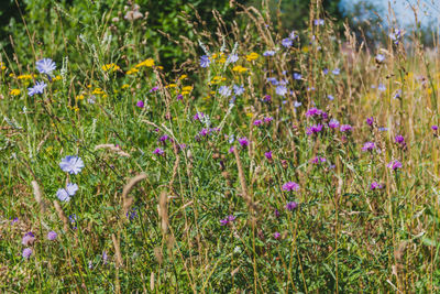 Close-up of purple flowering plants on field