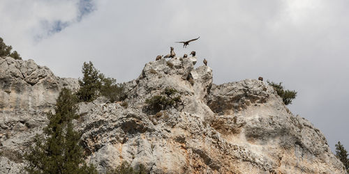 Low angle view of birds on rock