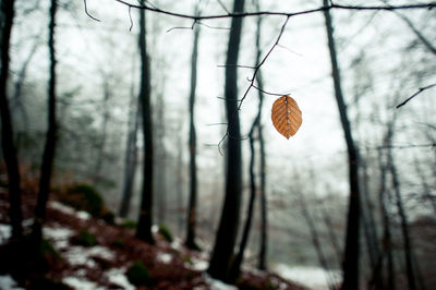 Close-up of bare tree in forest