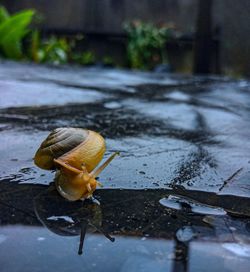 Close-up of snail on wet road during rainy season