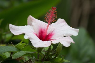 Close-up of flower blooming outdoors