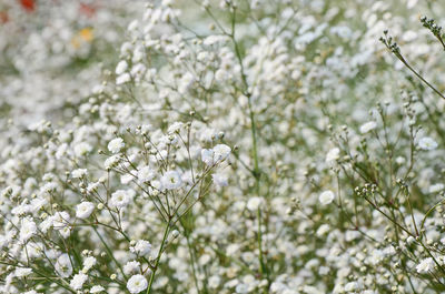 White flowers blooming on tree