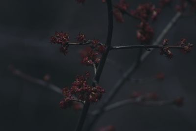 Close-up of cherry blossom tree