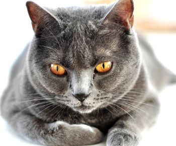 Close-up portrait of a cat