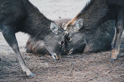 Close-up of deer on land