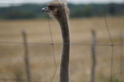 Close-up of a bird on land