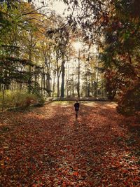 Rear view of person walking on footpath during autumn