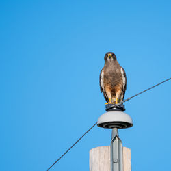 Low angle view of bird perching on wooden post against clear sky