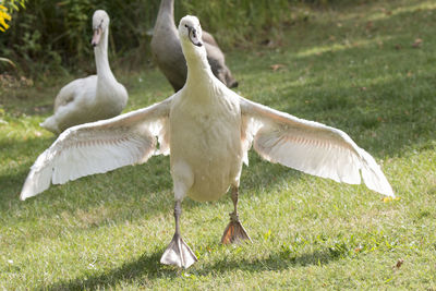 View of birds on field