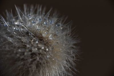 Close-up of wet dandelion against black background