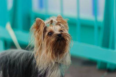 Portrait of dog