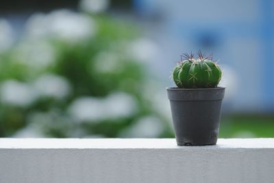 Close-up of potted cactus plant on retaining wall