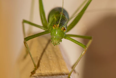 Close-up of insect on wall