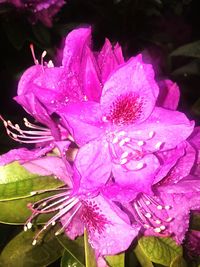 Close-up of wet pink flowers blooming outdoors