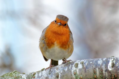 Close-up of bird perching on wood