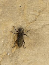 High angle view of spider on sand