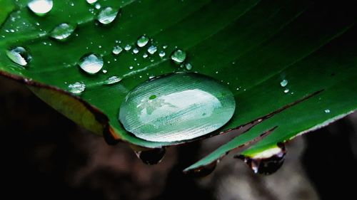 Close-up of raindrops on leaves