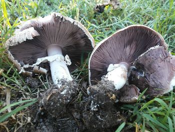 Close-up of mushrooms on field