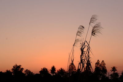 Silhouette plants against sky during sunset