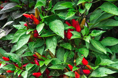 High angle view of red berries growing on plant