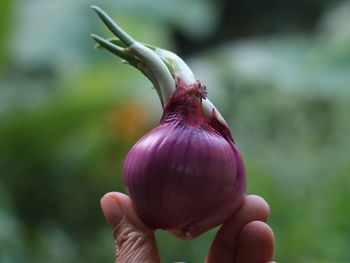 Close-up of hand holding purple flower