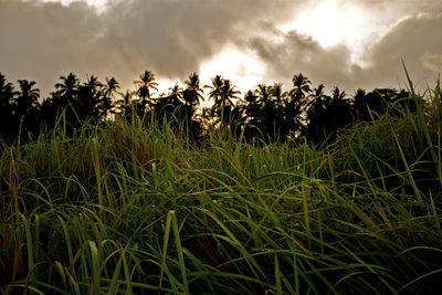 Scenic view of grassy field against cloudy sky