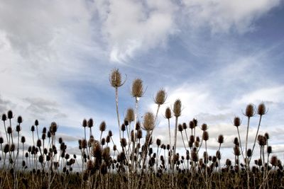 Low angle view of plants on field against sky