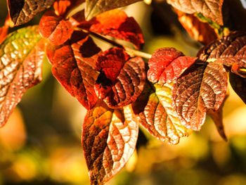 Close-up of autumn leaves