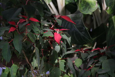 Close-up of red flowering plant leaves