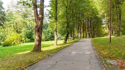 Road amidst trees in forest