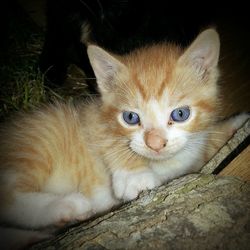 Close-up portrait of cat