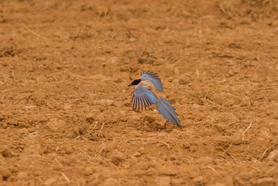Close-up of bird flying over land