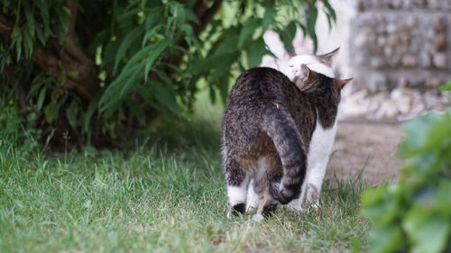 Rabbit in a field