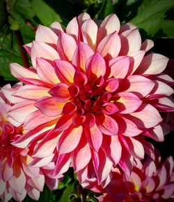 Close-up of pink flower