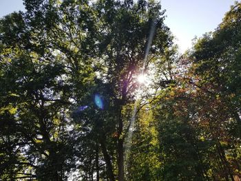 Low angle view of trees in forest