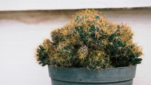 Close-up of cactus plant in pot