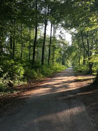 Road passing through forest