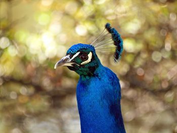 Close-up of peacock