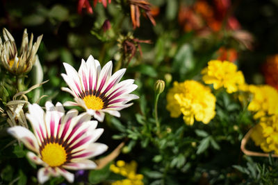 Close-up of pink flowering plants