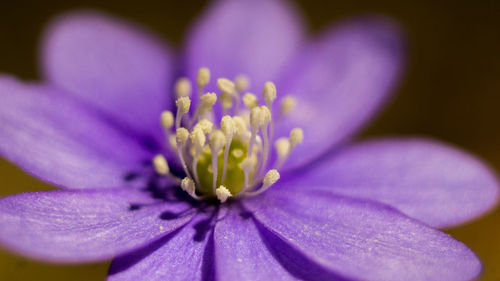 Close-up of purple flower