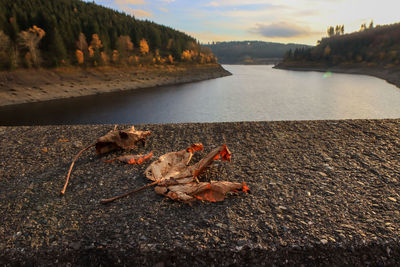 View of crab on beach