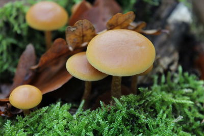 Close-up of mushrooms