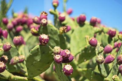 Close-up of pink flowering plant