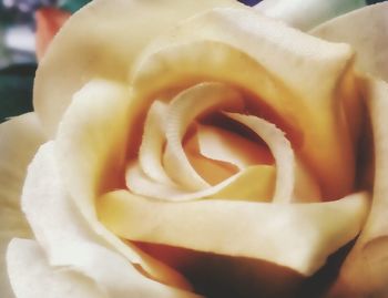 Close-up of rose