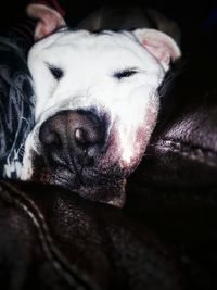 Close-up portrait of dog