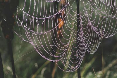 Close-up of spider on web