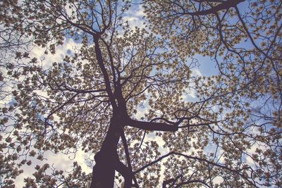 Low angle view of flowering tree against sky