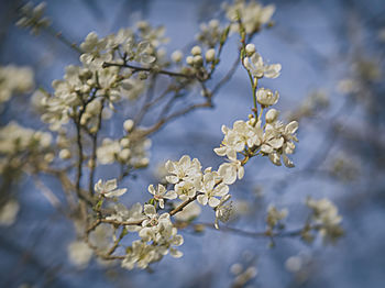 Close-up of cherry blossoms on tree