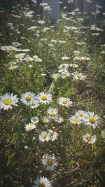 Close-up of white daisy flowers blooming in field
