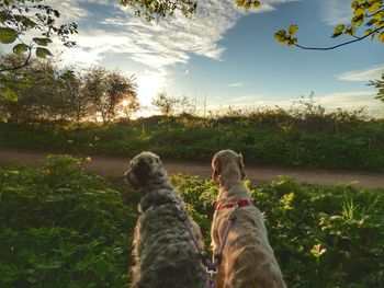 Rear view of dog on landscape against sky during sunset